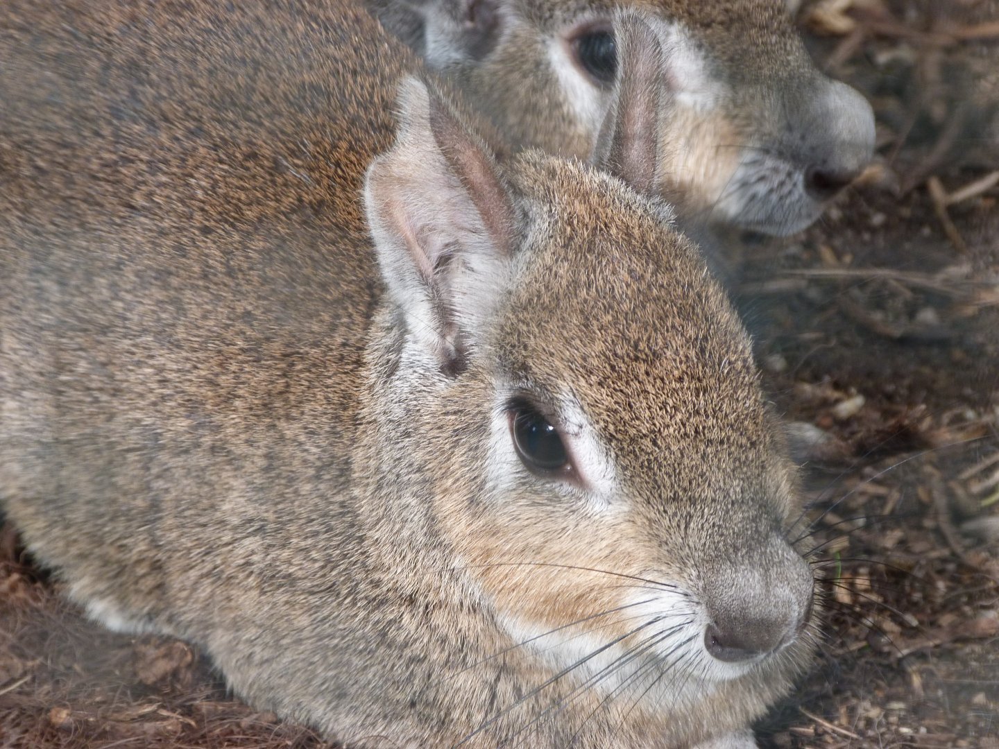 Chacoan mara -Zoo Plzeň (2025)