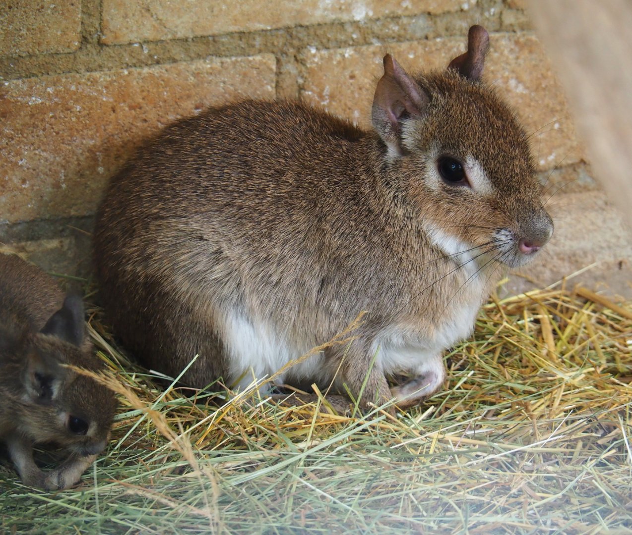 Chacoan maras (Dolichotis salinicola), 2019-05-25