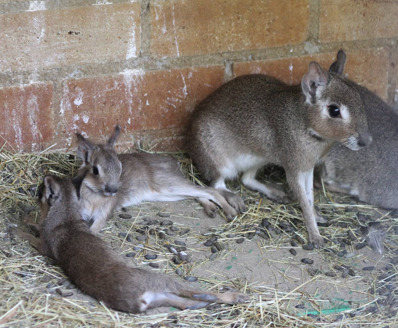 Chacoan maras, mother with 2 young