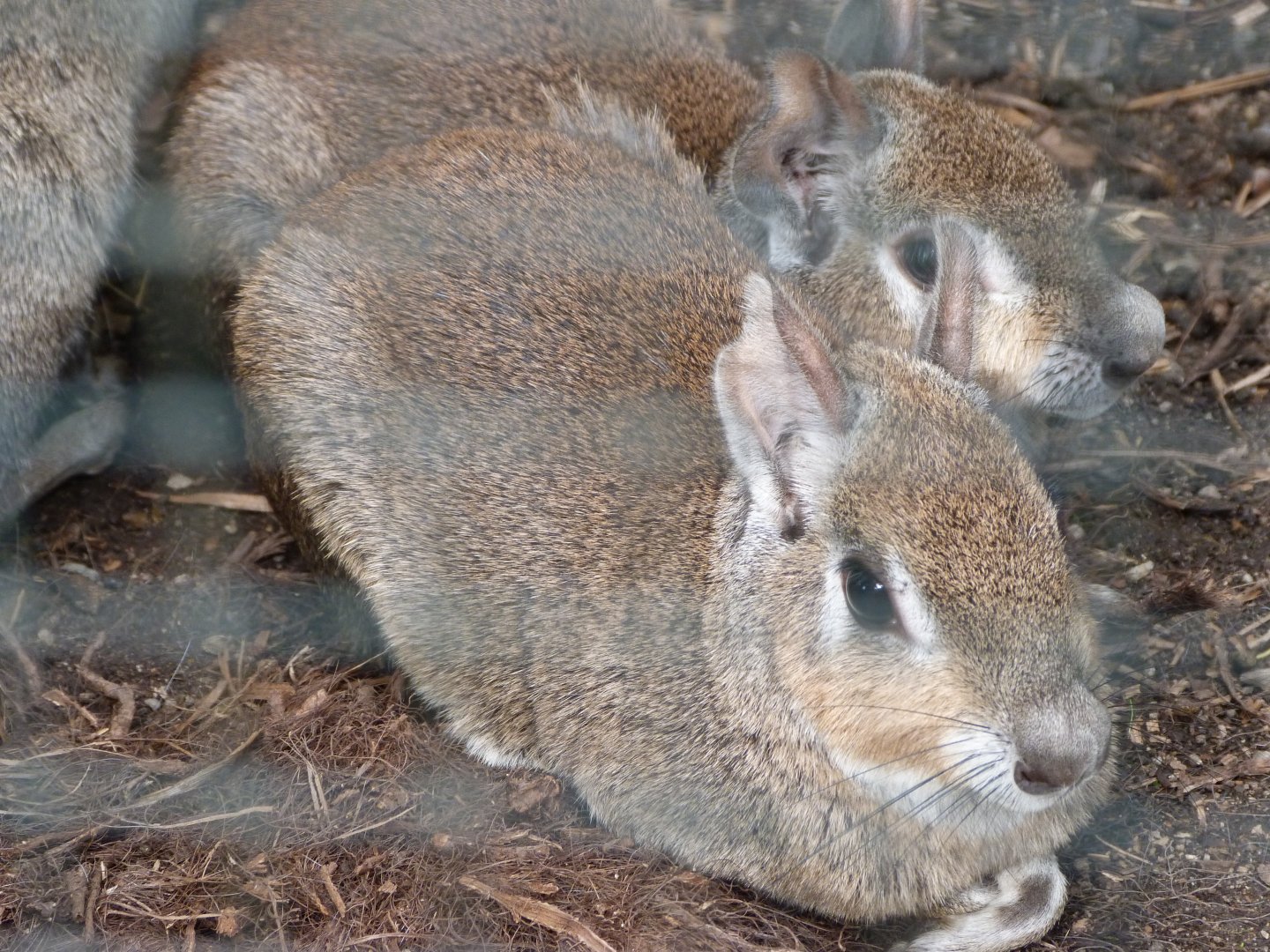 Chacoan maras -Zoo Plzeň (2025)