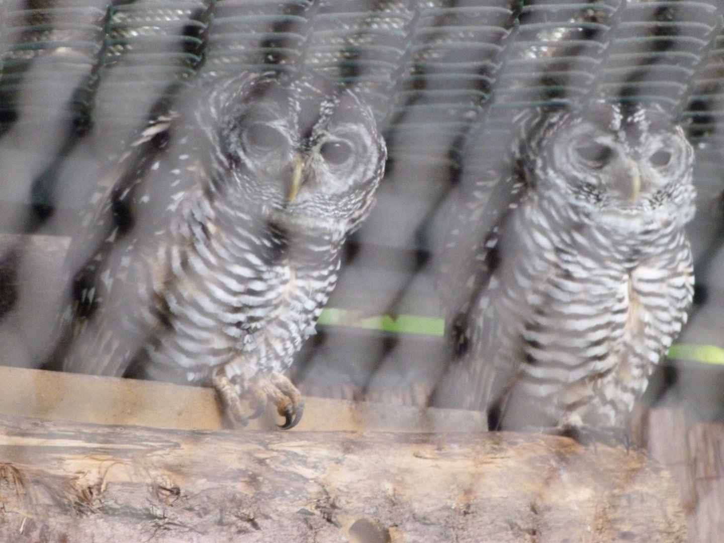 Chacoan owls -Tierpark Berlin (2024)