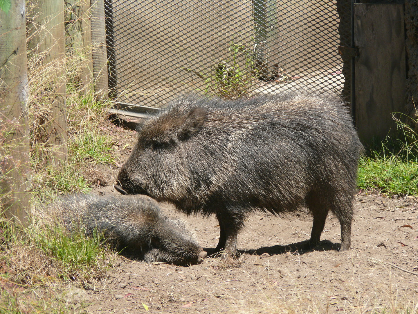 Chacoan Pecarry - July 8th 2023