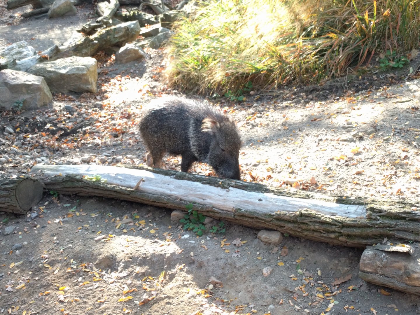 Chacoan Peccari Zoo Praha 2018