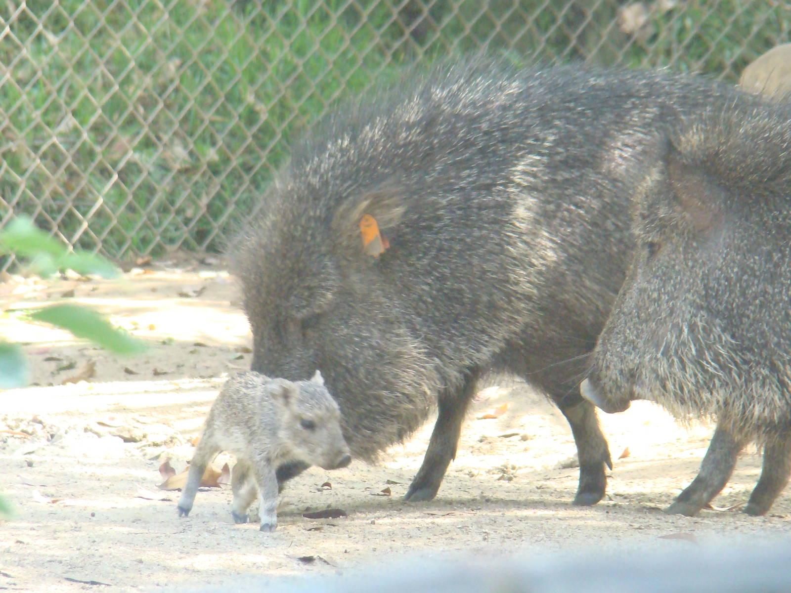 Chacoan Peccaries at the Los Angeles Zoo