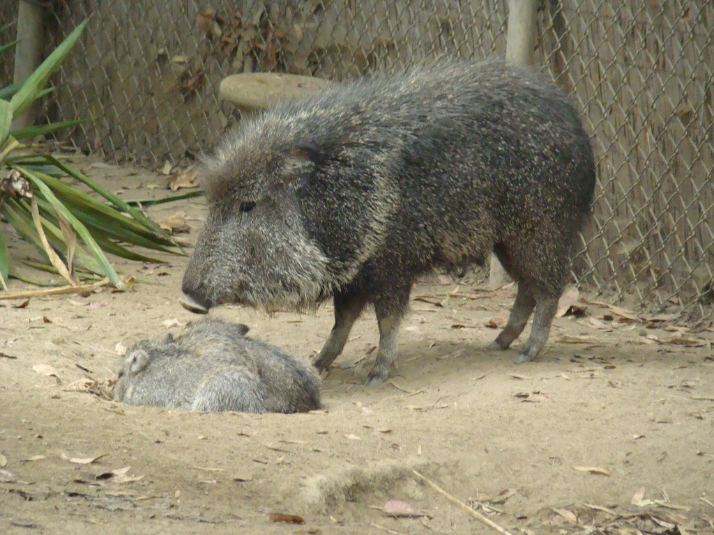 Chacoan Peccaries at the Los Angeles Zoo