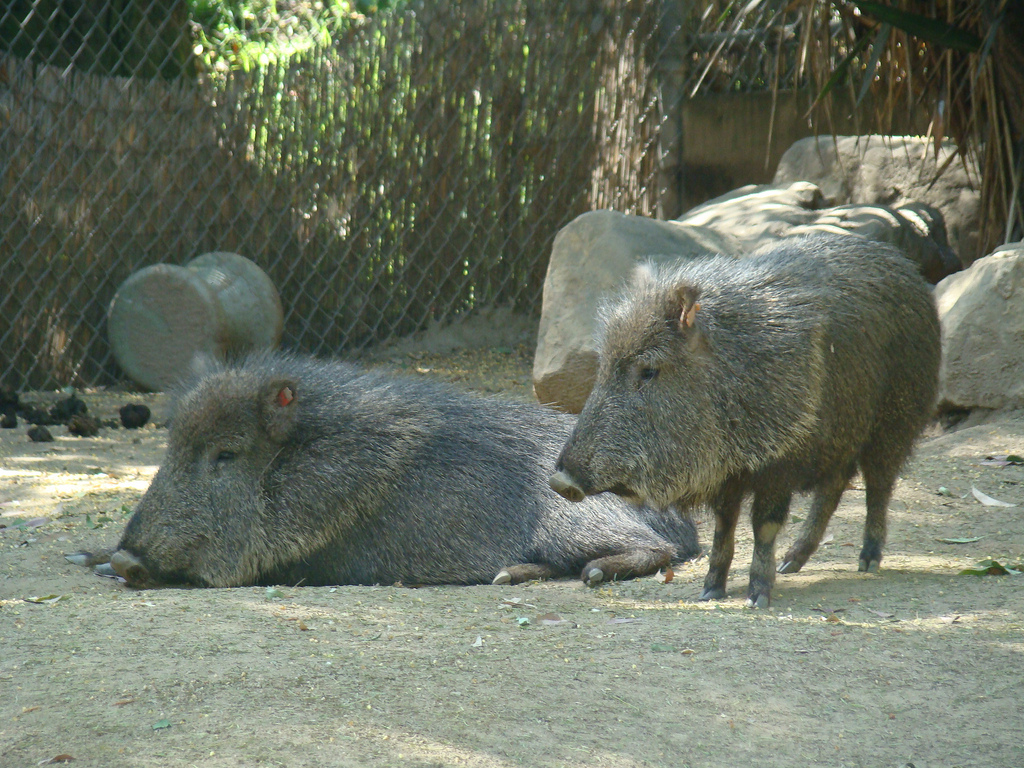 Chacoan Peccaries at the Los Angeles Zoo