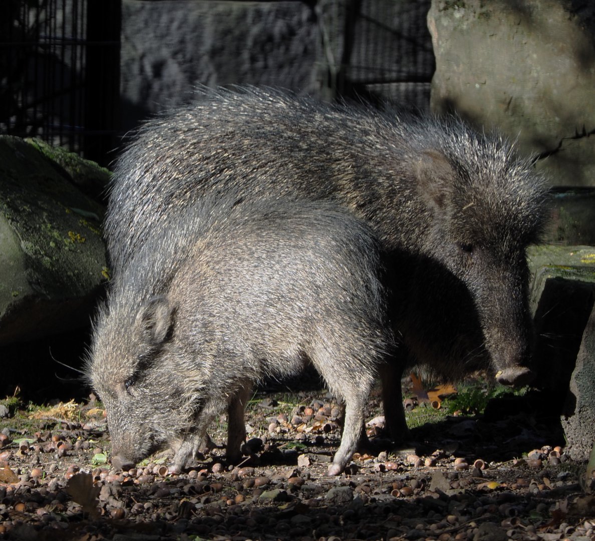 Chacoan peccaries (Catagonus wagneri), 2020-10-10