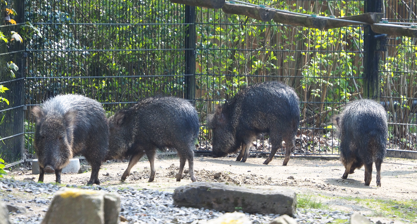 Chacoan peccaries (Catagonus wagneri), 2021-04-20