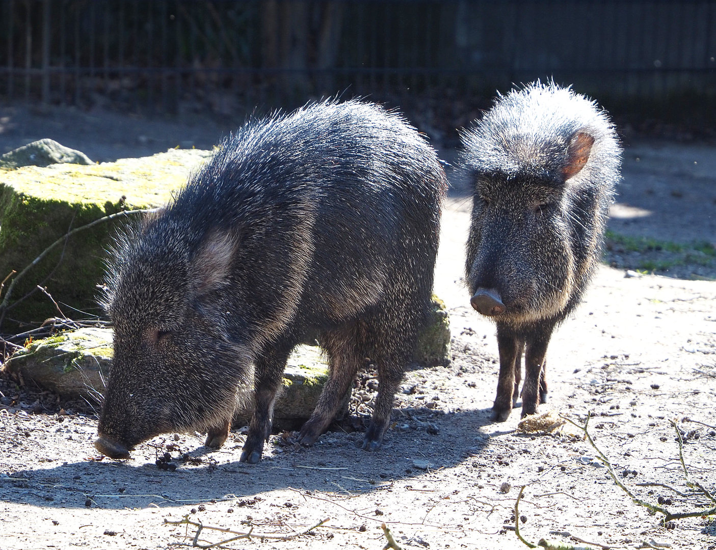 Chacoan peccaries (Catagonus wagneri), 2022-03-08