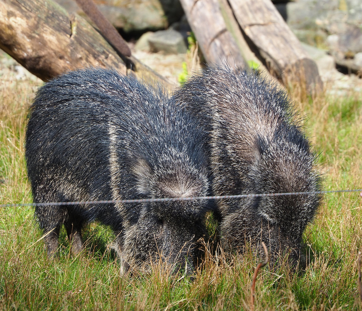 Chacoan peccaries (Catagonus wagneri), 2022-04-12