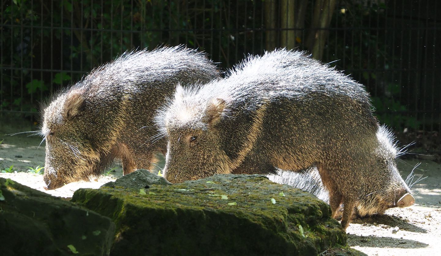 Chacoan peccaries (Catagonus wagneri), 2022-05-28