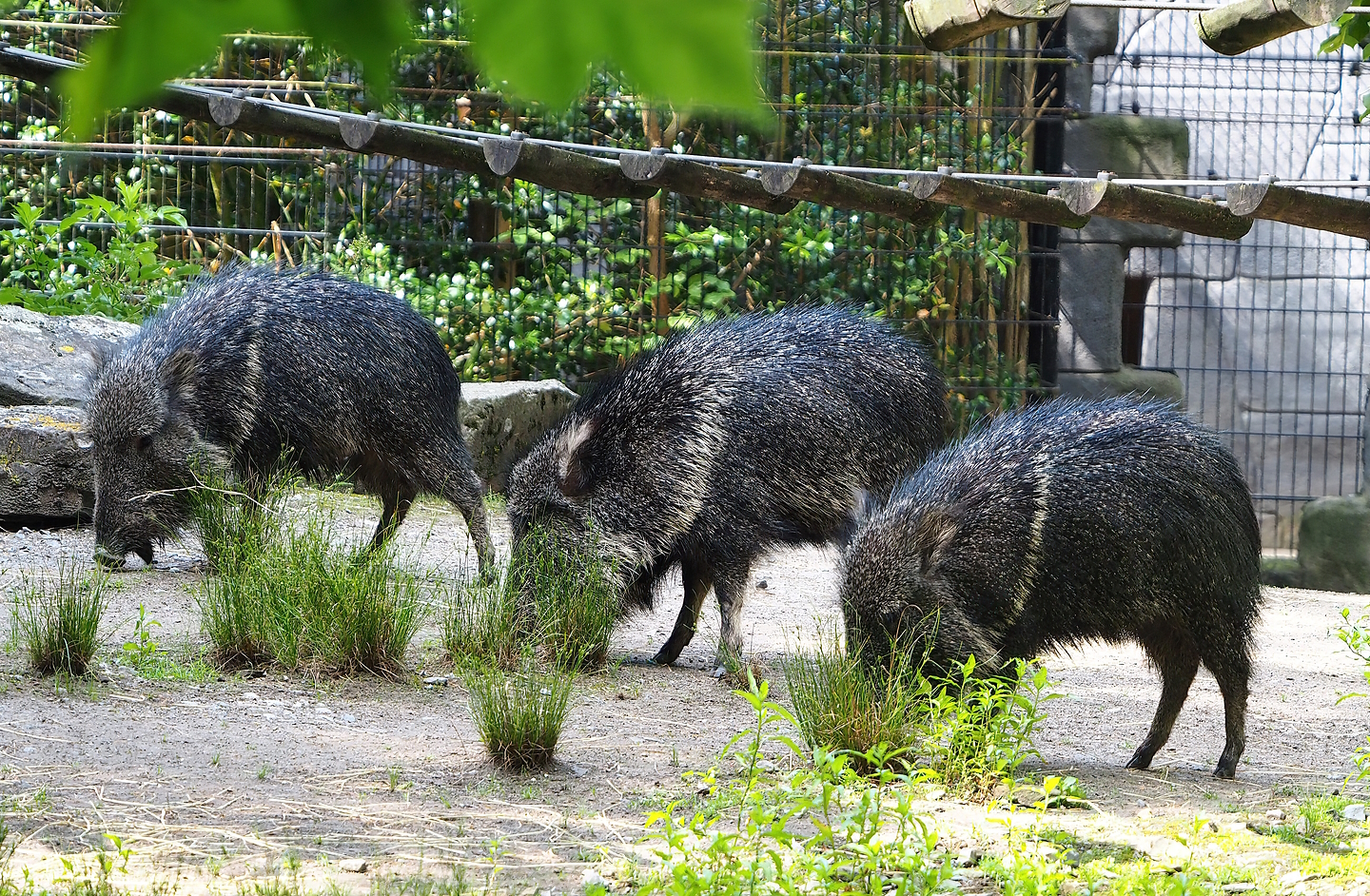 Chacoan peccaries (Catagonus wagneri), 2022-07-03