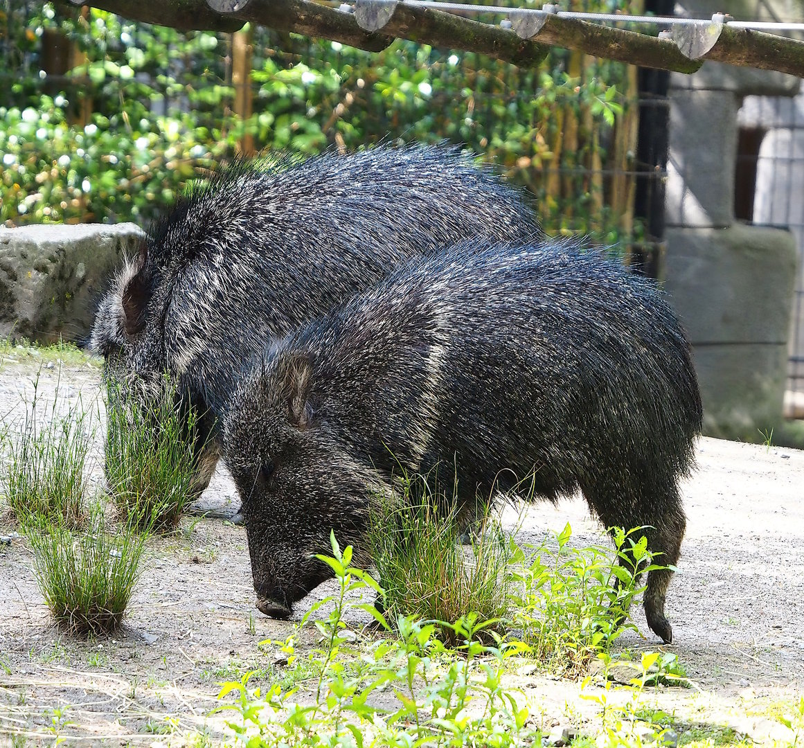 Chacoan peccaries (Catagonus wagneri), 2022-07-03