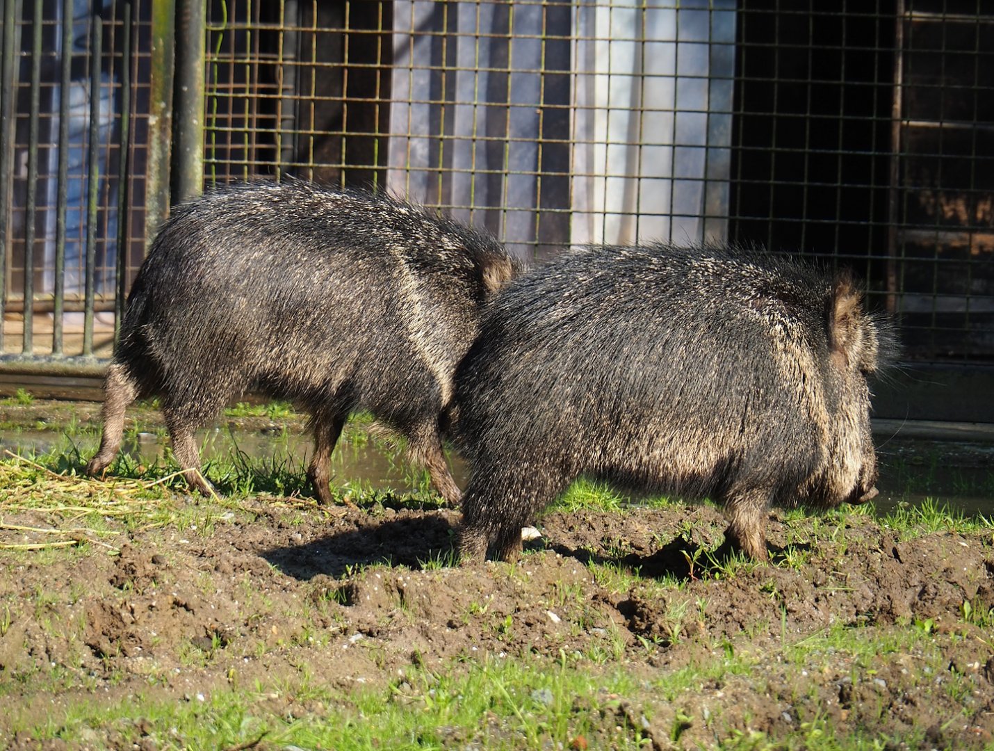 Chacoan peccaries (Catagonus wagneri), 2023-05-13