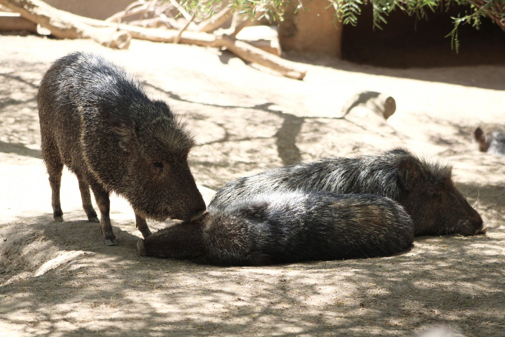 Chacoan Peccaries (Catagonus wagneri)