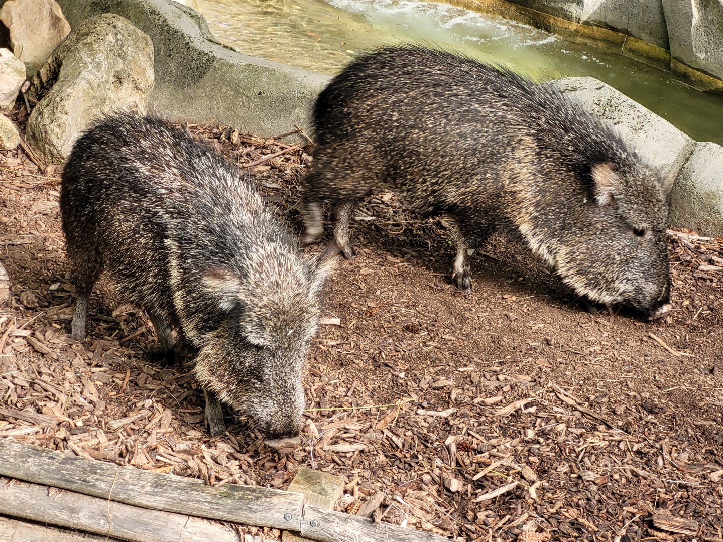 Chacoan peccaries -Parc Zoologique de Paris (2022)