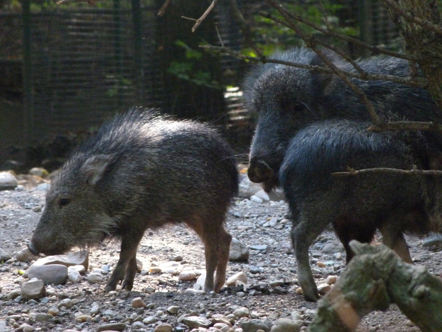 Chacoan peccaries -Zoo Praha (2025)