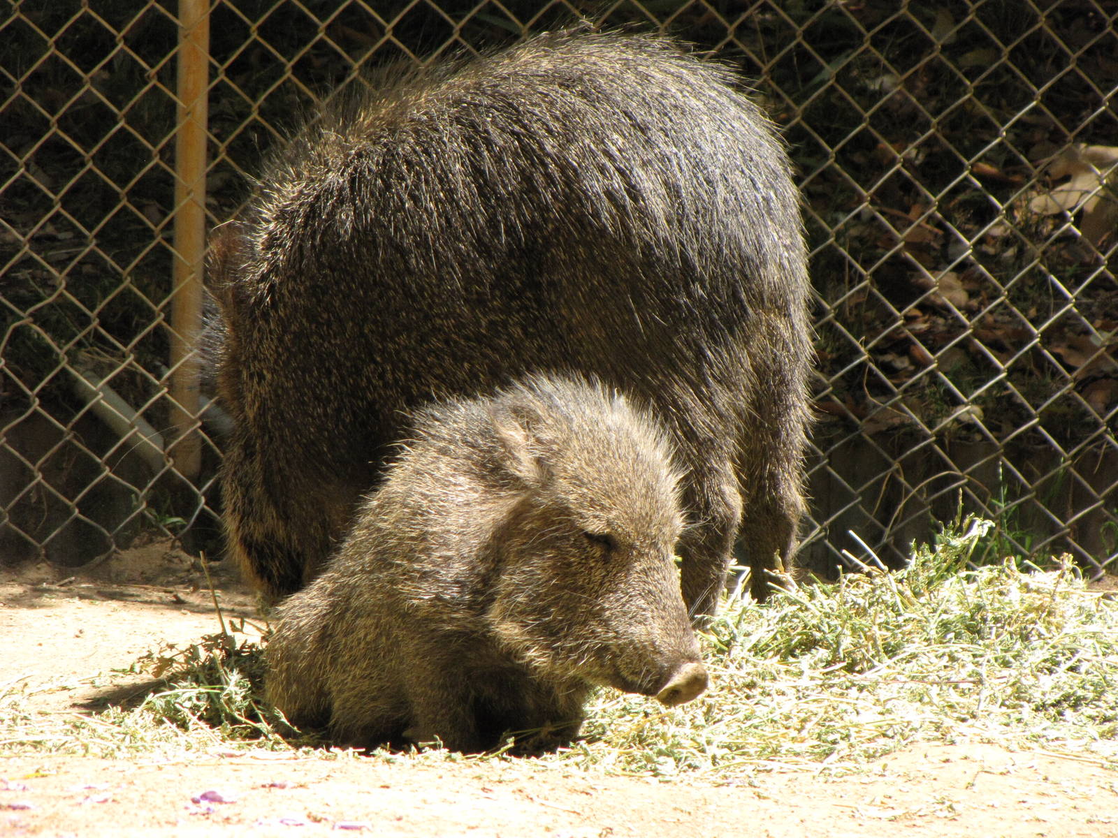 Chacoan Peccaries