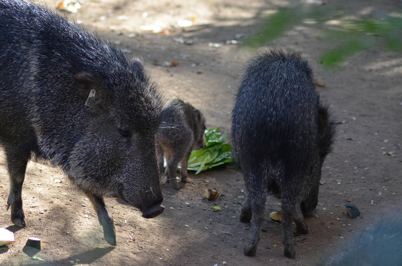 Chacoan Peccaries