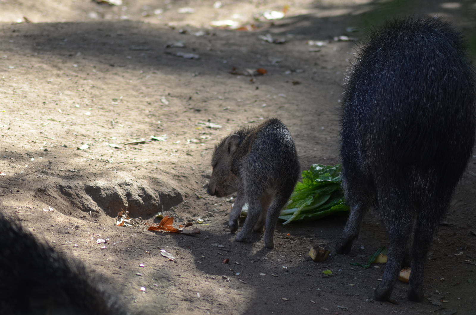 Chacoan Peccaries
