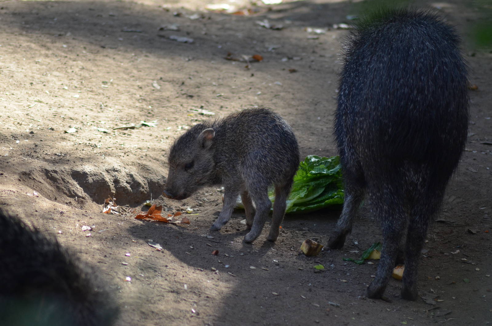 Chacoan Peccaries
