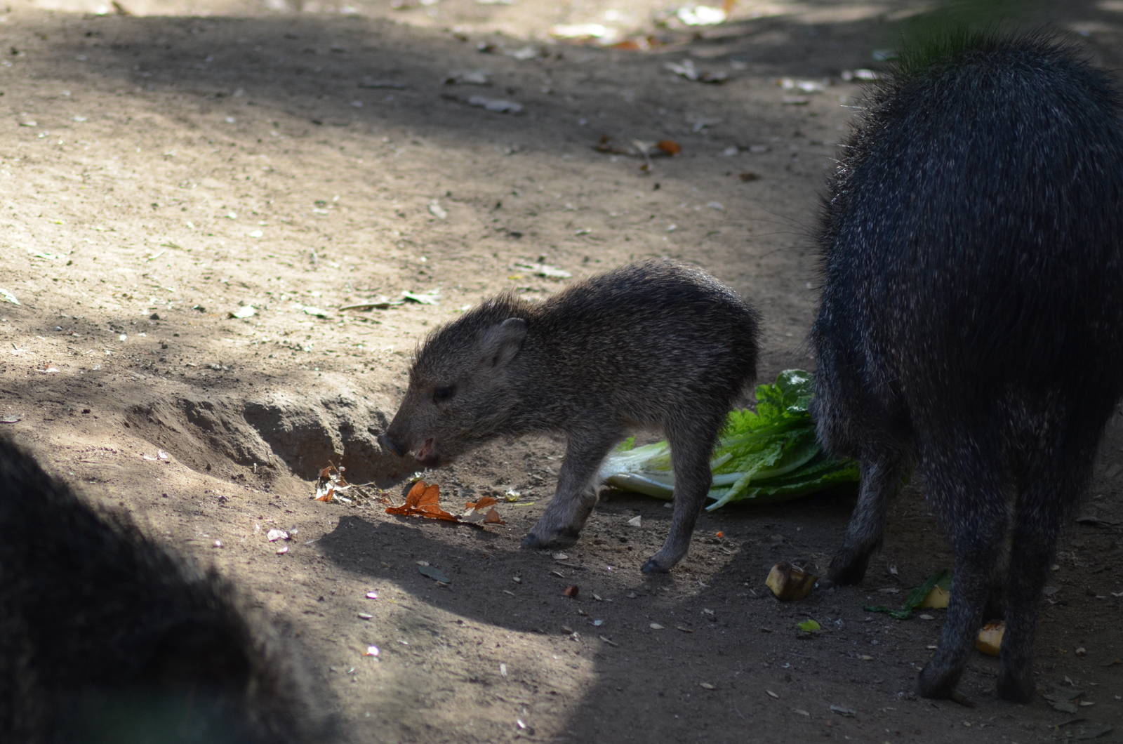 Chacoan Peccaries