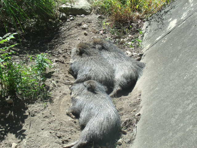Chacoan Peccaries
