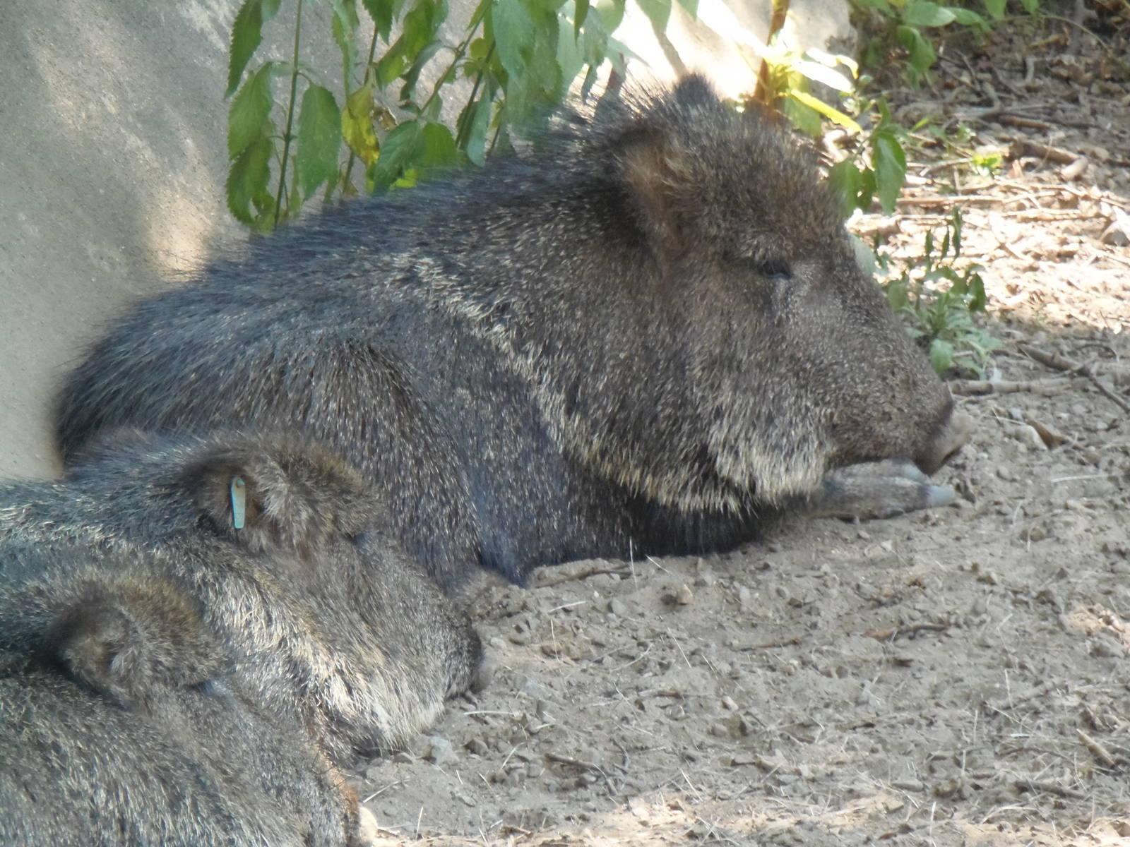 Chacoan Peccaries