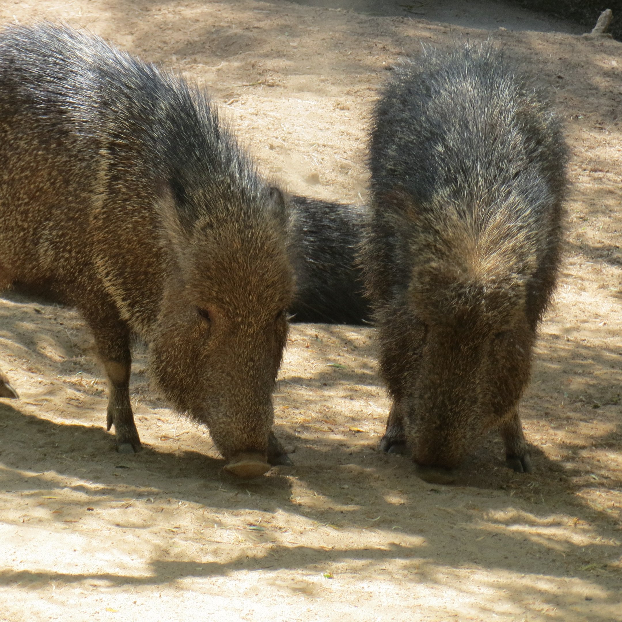 Chacoan Peccaries