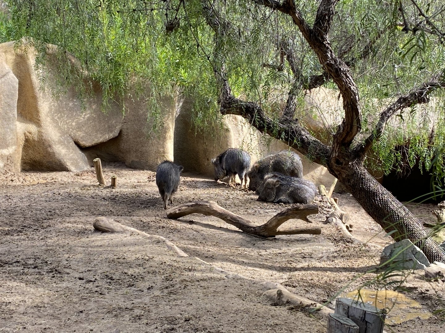 Chacoan Peccaries