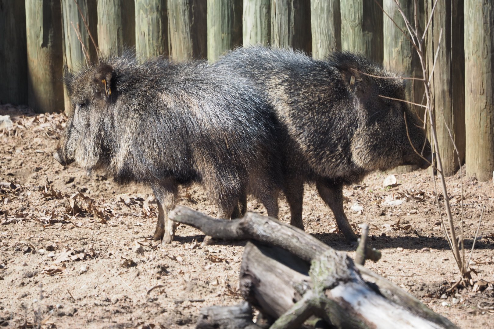 Chacoan peccaries