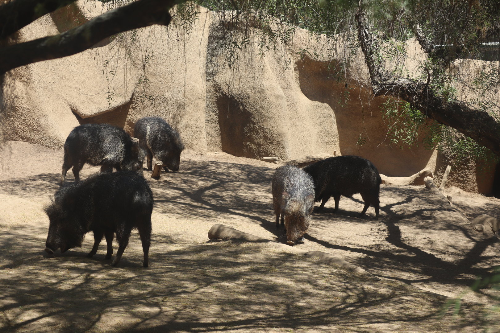 Chacoan Peccaries
