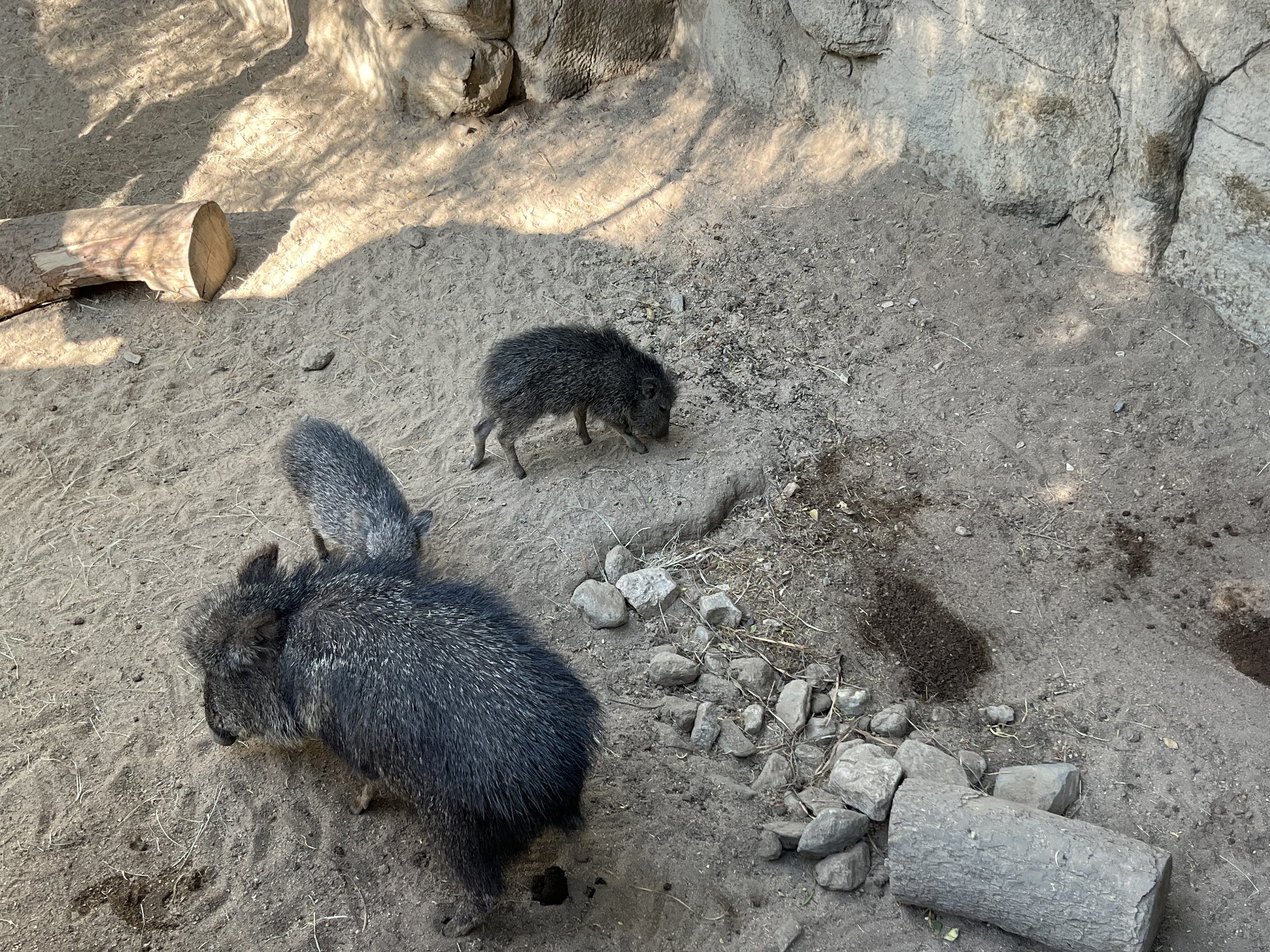 Chacoan Peccaries