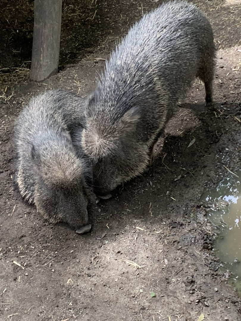 Chacoan peccaries