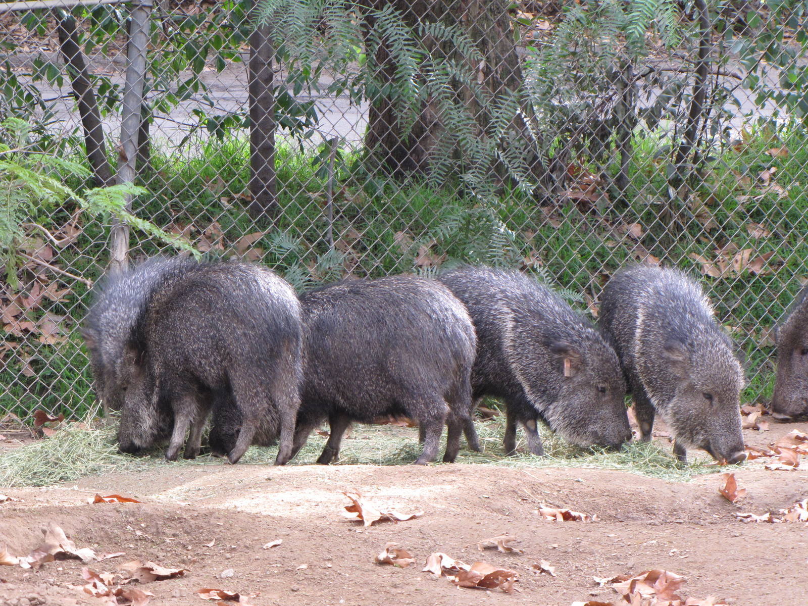 Chacoan Peccaries