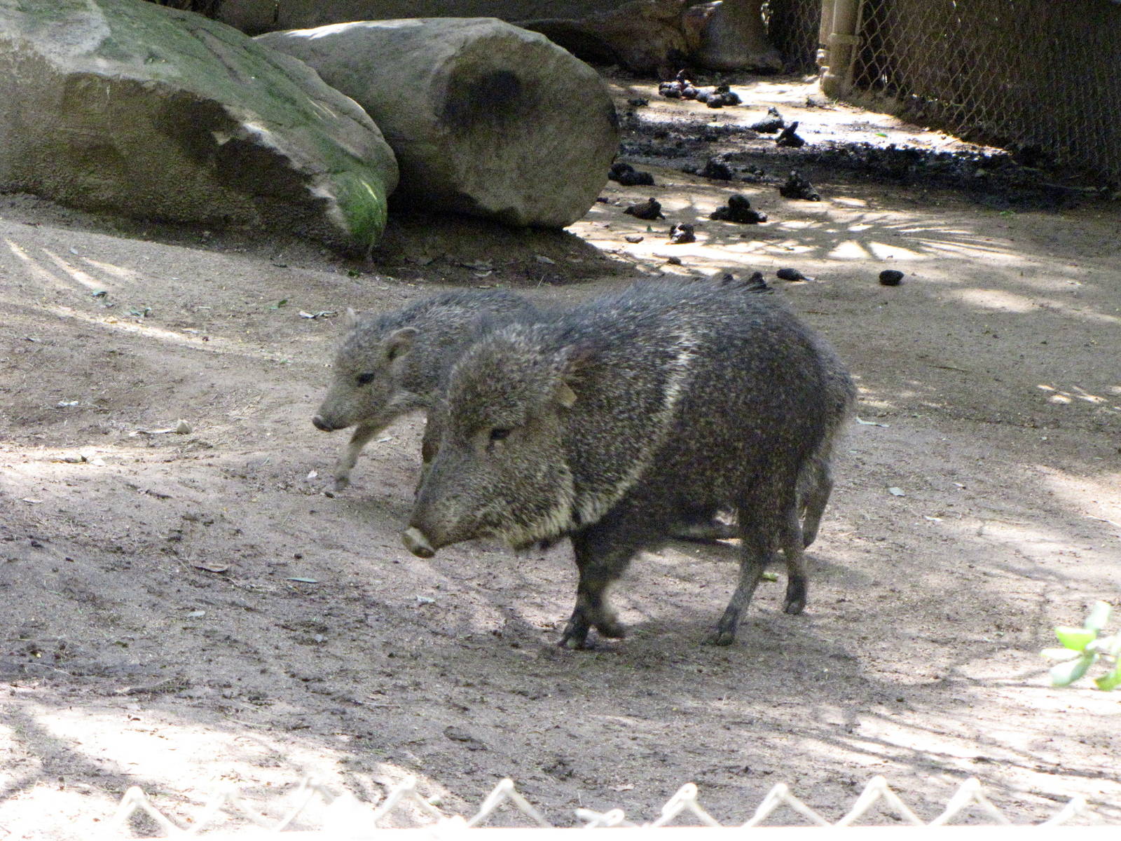 Chacoan Peccaries