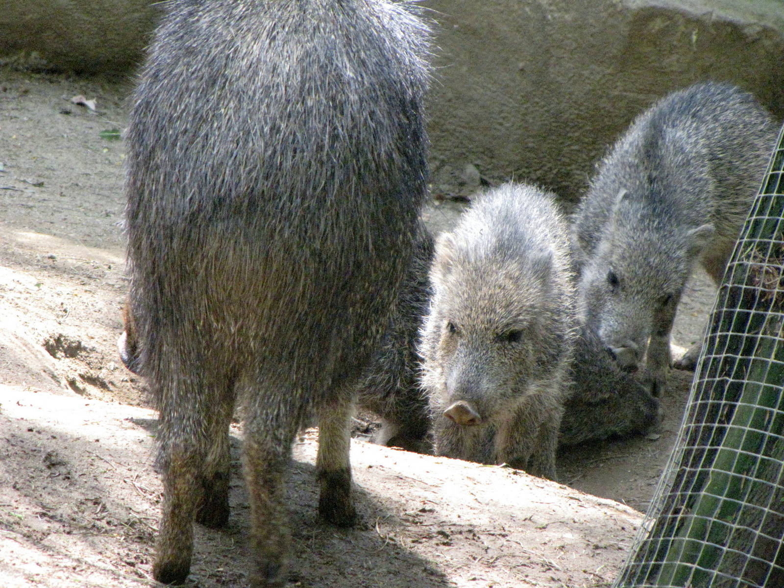 Chacoan Peccaries