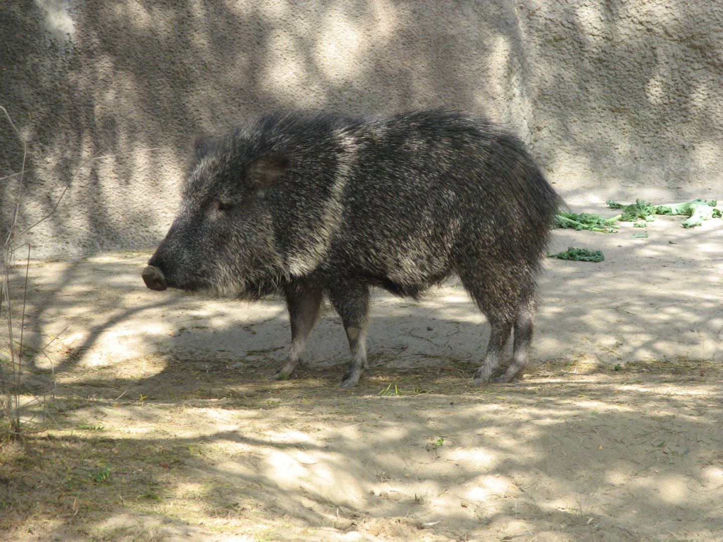Chacoan Peccary (2008)