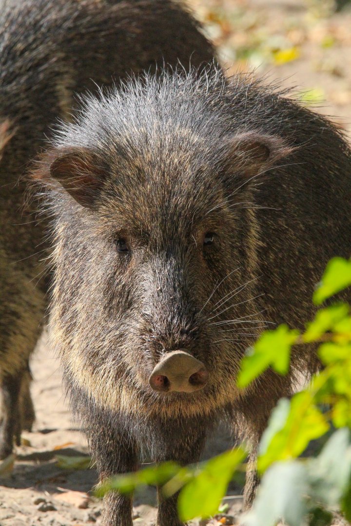Chacoan Peccary- 4th September 2024