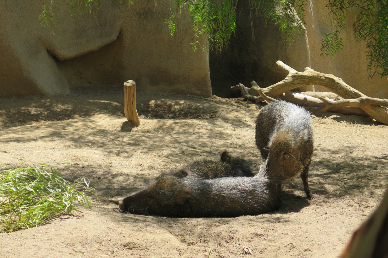 Chacoan Peccary(8/23/2024)