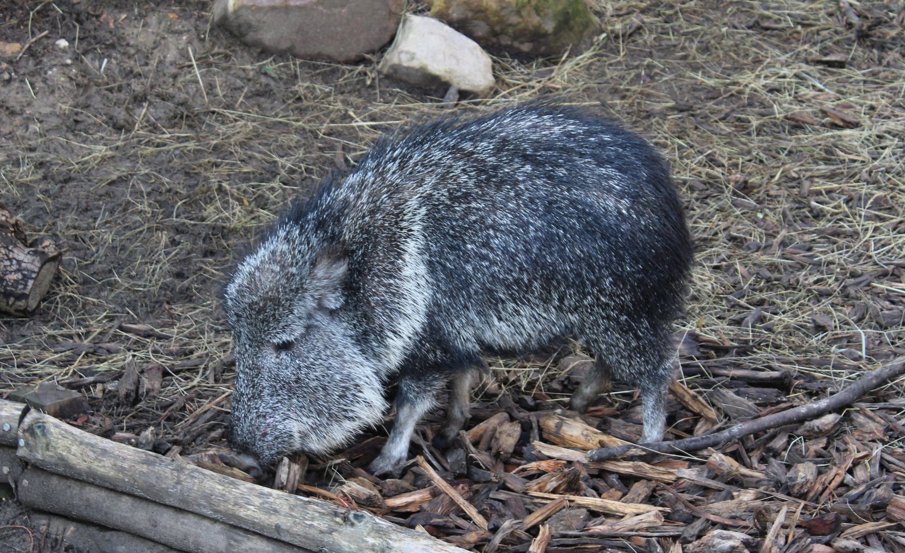 Chacoan peccary - adult