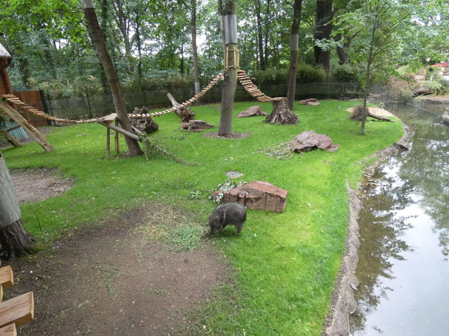 Chacoan Peccary and White-nosed Coati enclosure in new South America exhibit