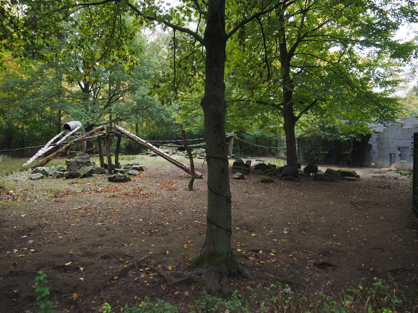 Chacoan peccary and White-nosed coati exhibit, 2020-10-19