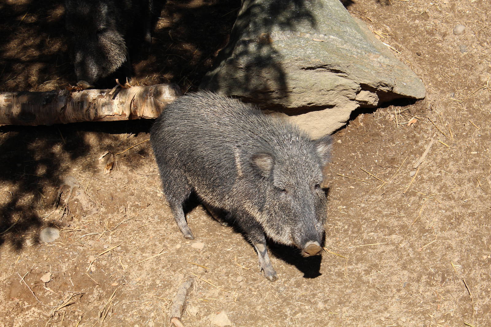 Chacoan Peccary - Apr 2014