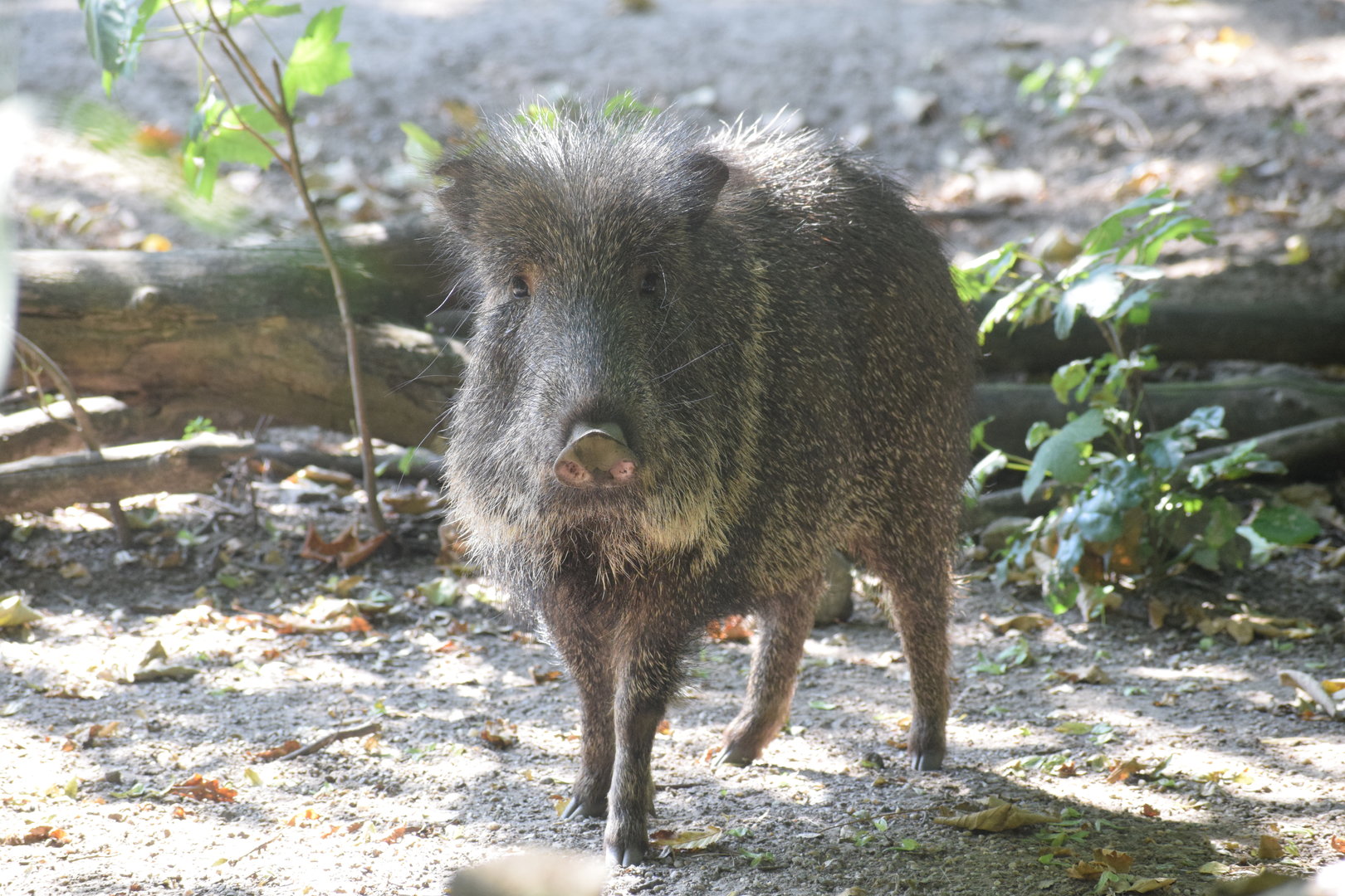 Chacoan peccary - August 2023