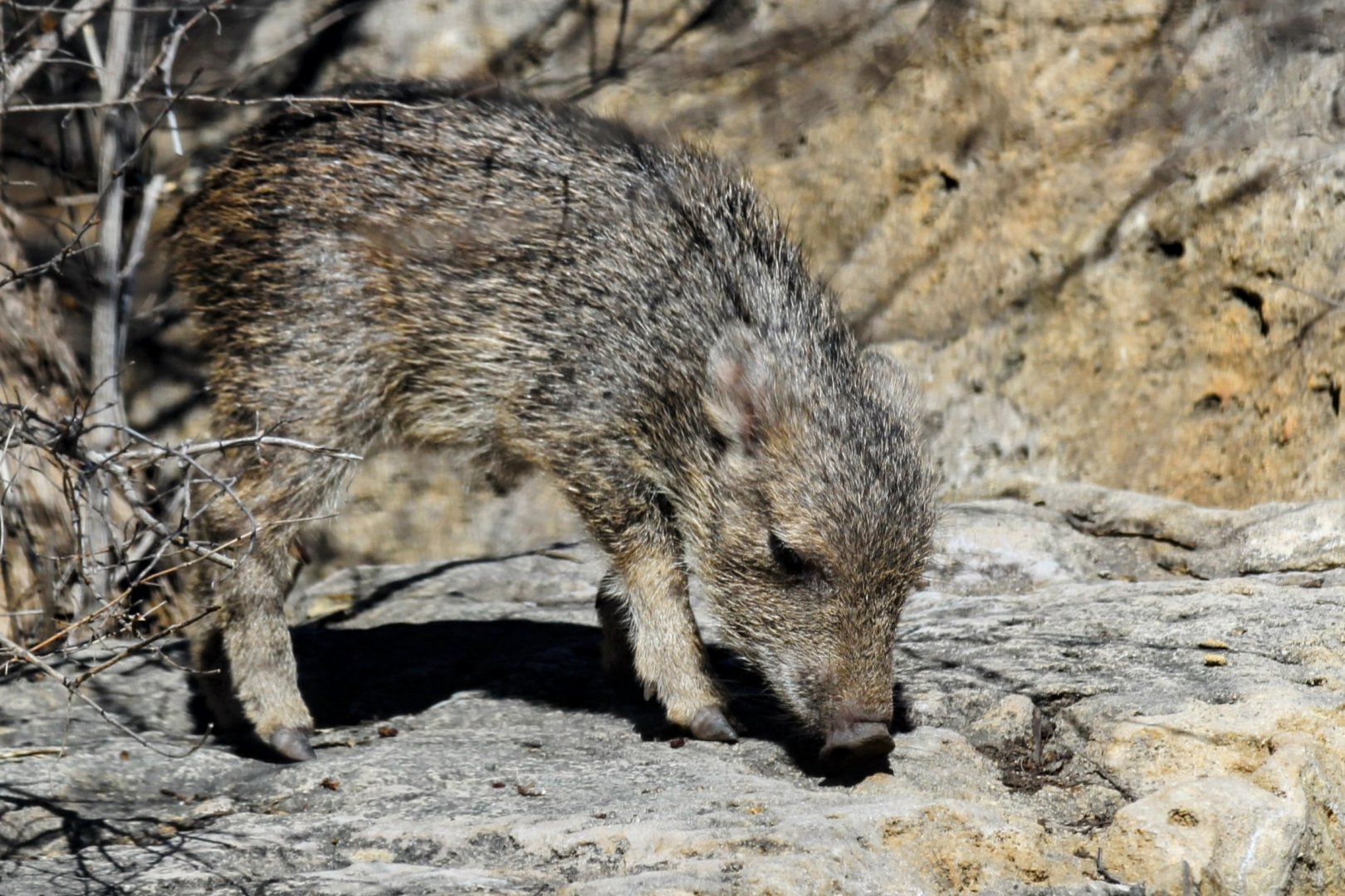 Chacoan Peccary baby