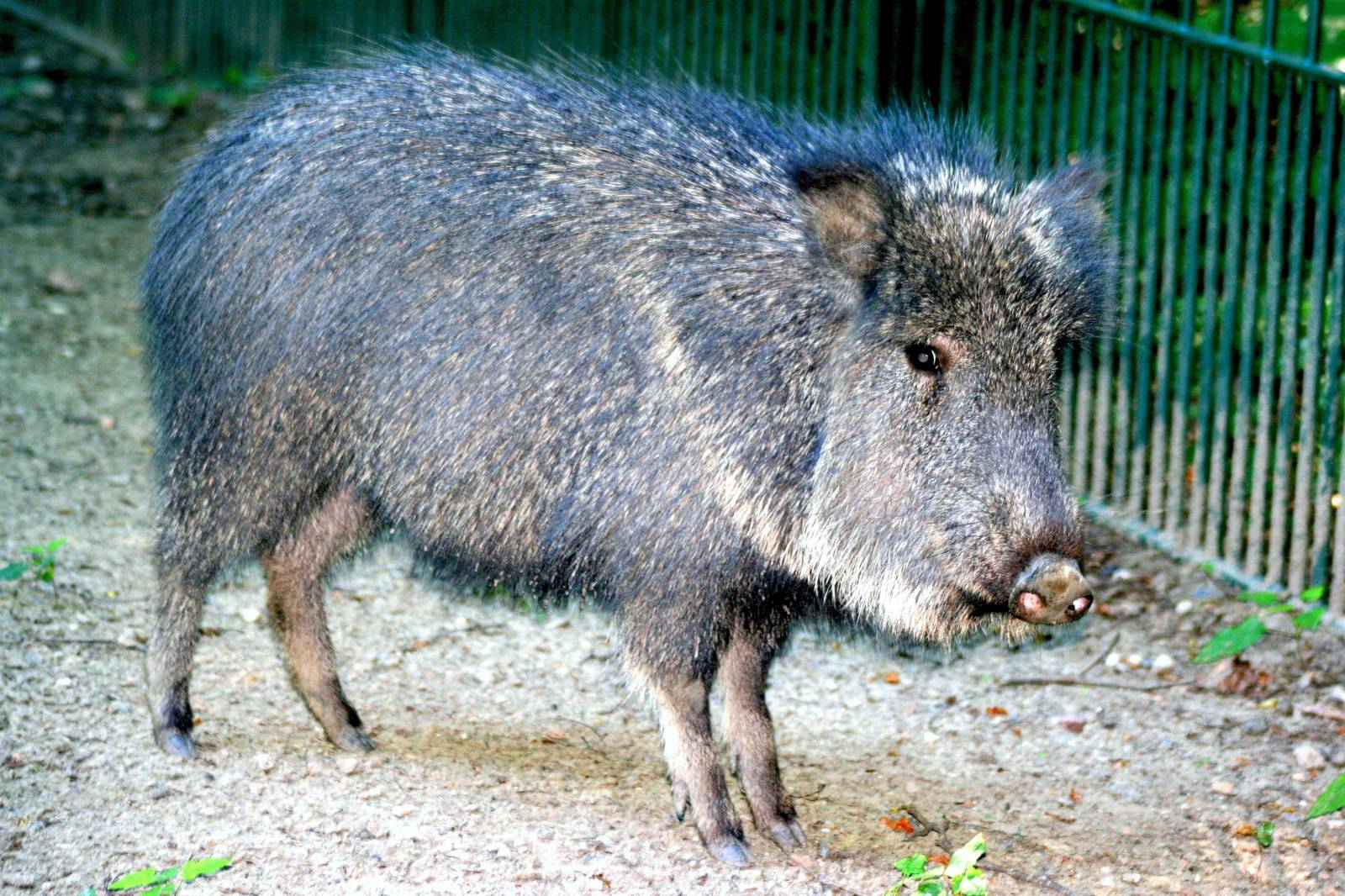 Chacoan peccary; Berlin Tierpark; 7th June 2014