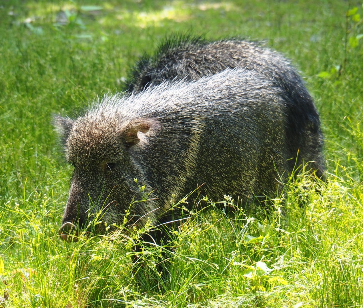 Chacoan peccary (Catagonus wagneri), 2019-06-26