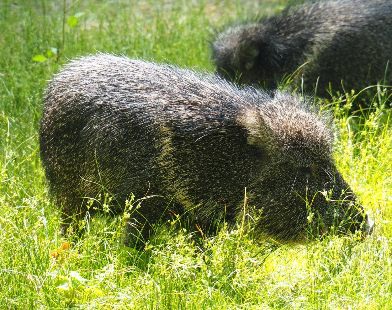 Chacoan peccary (Catagonus wagneri), 2019-06-26