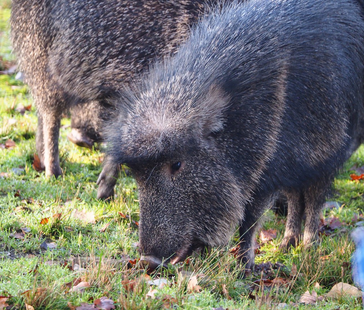 Chacoan peccary (Catagonus wagneri), 2019-12-28